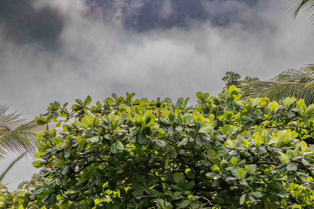 Photo Lush foliage