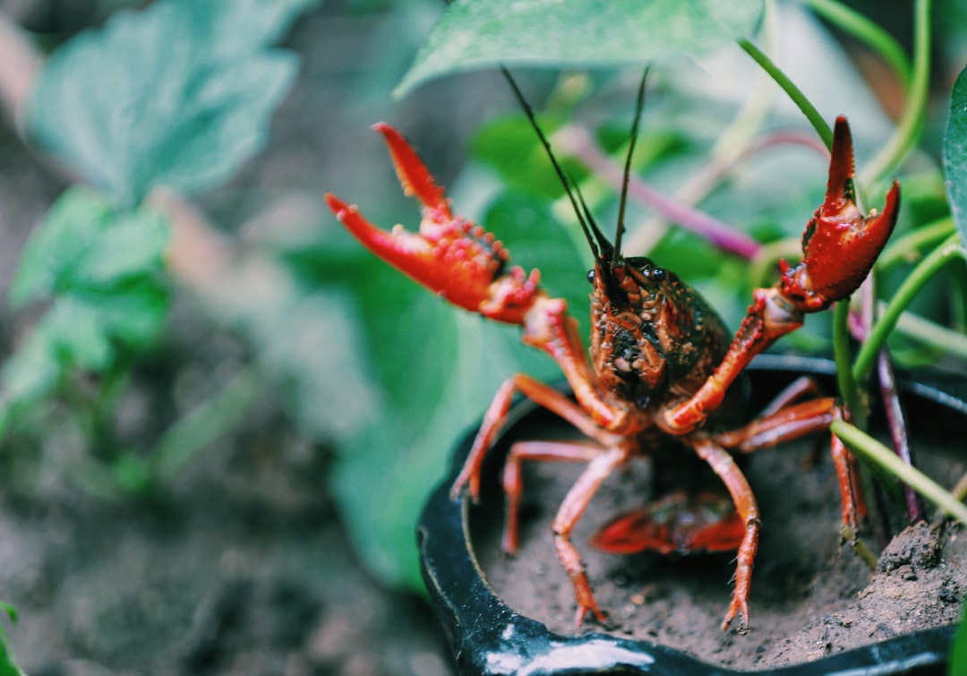 Drunken Lobster: A Boozy Twist on a Seafood Classic